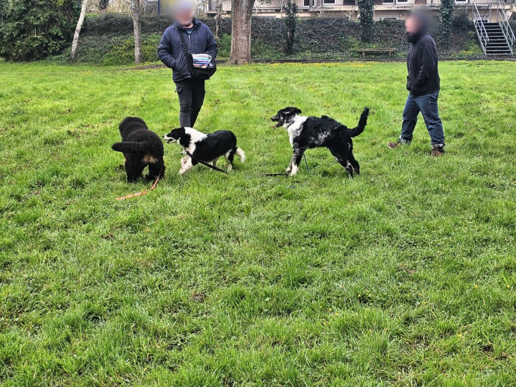 Collectif_ecole_du_chiot - Modifié Collectif_ecole_du_chiot - Modifié