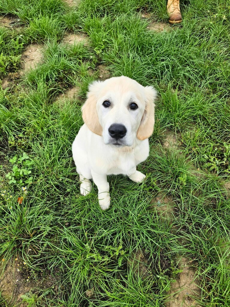 Collectif_ecole_du_chiot3 - Modifié Collectif_ecole_du_chiot3 - Modifié