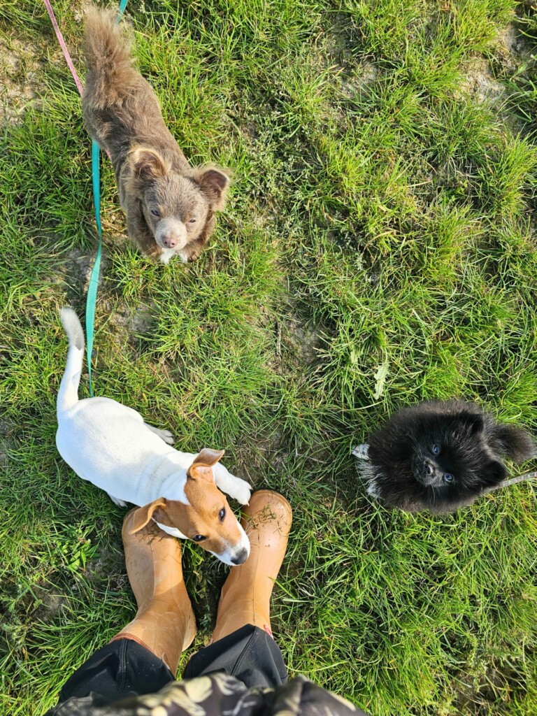 Collectif_ecole_du_chiot4 - Modifié Collectif_ecole_du_chiot4 - Modifié