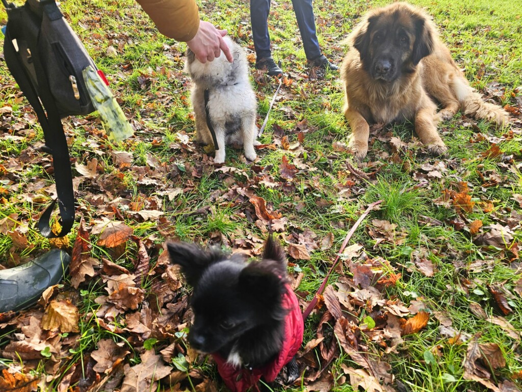 Collectif_ecole_du_chiot8 - Modifié Collectif_ecole_du_chiot8 - Modifié