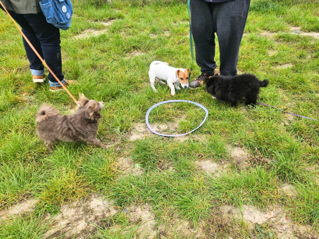 Collectif_ecolle_du_chiot7 - Modifié Collectif_ecolle_du_chiot7 - Modifié