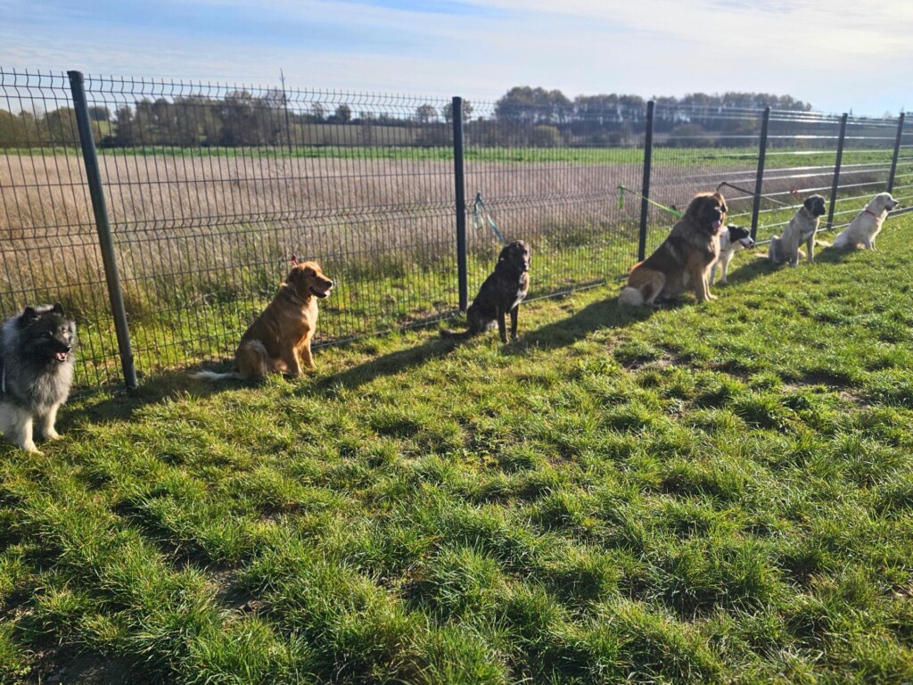 Collectif_terrain-ados6 - Modifié Collectif_terrain-ados6 - Modifié