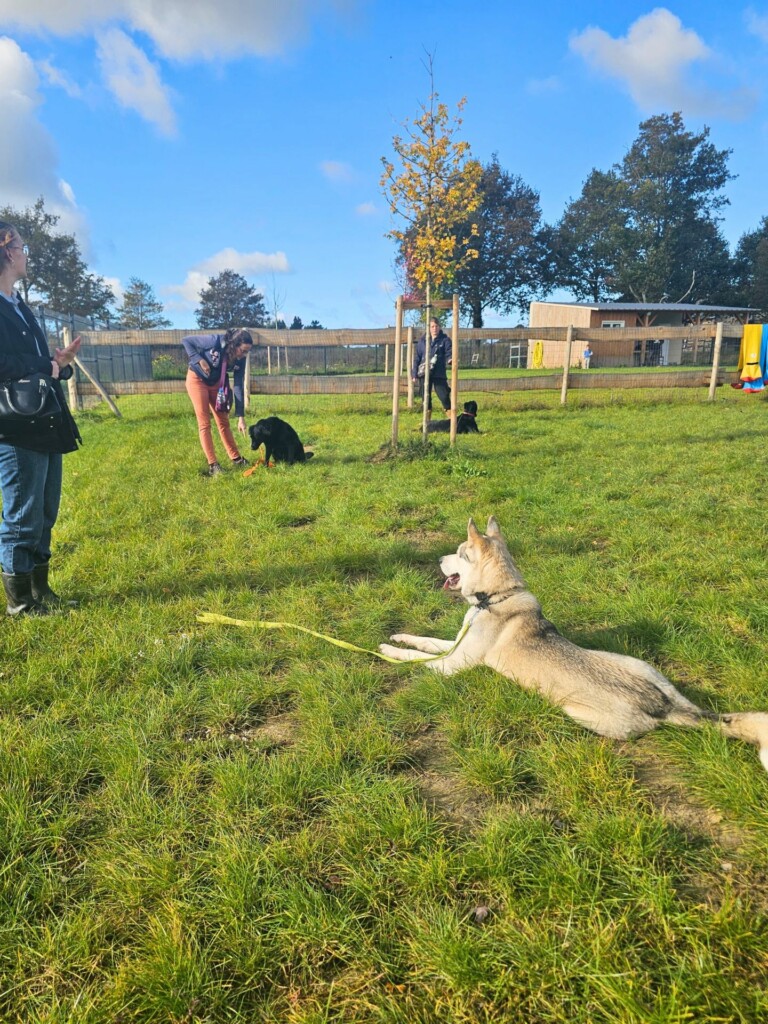 Collectif_terrain-adultes (3) - Modifié Collectif_terrain-adultes (3) - Modifié