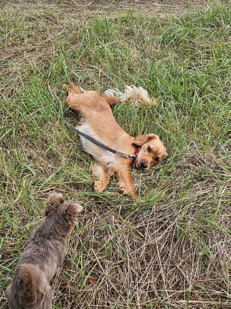 Individuelle_Kamel Individuelle_Kamel