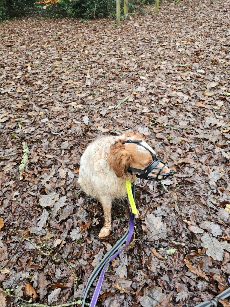 Individuelle_Nougat Individuelle_Nougat