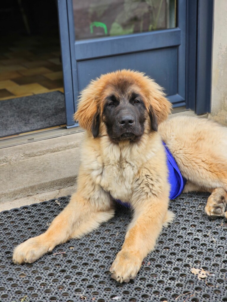 Indiviuell Indiviuell